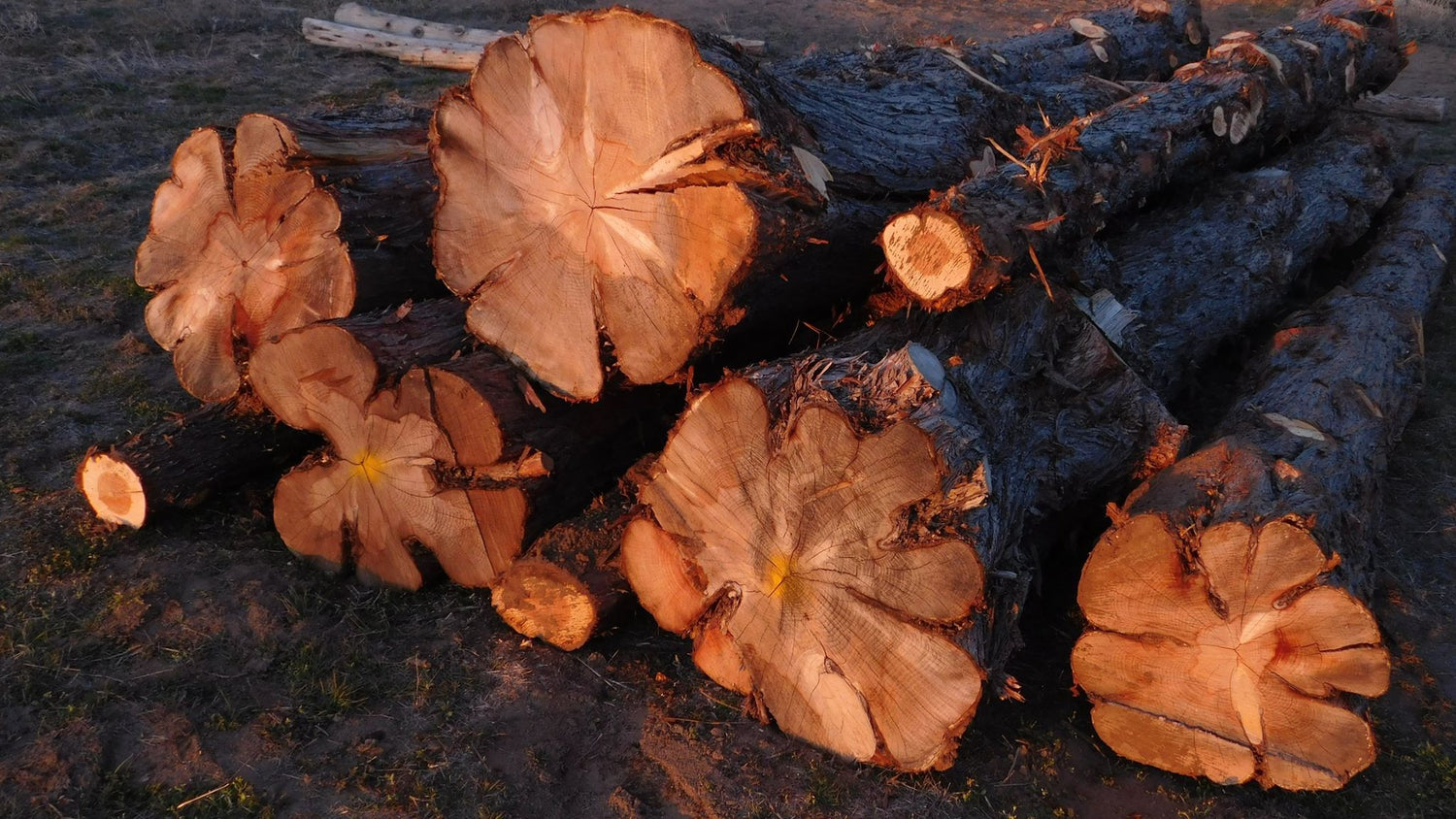 Juniper Rounds